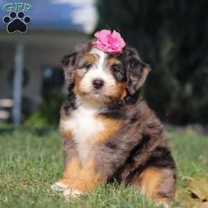 Felicity, Mini Bernedoodle Puppy